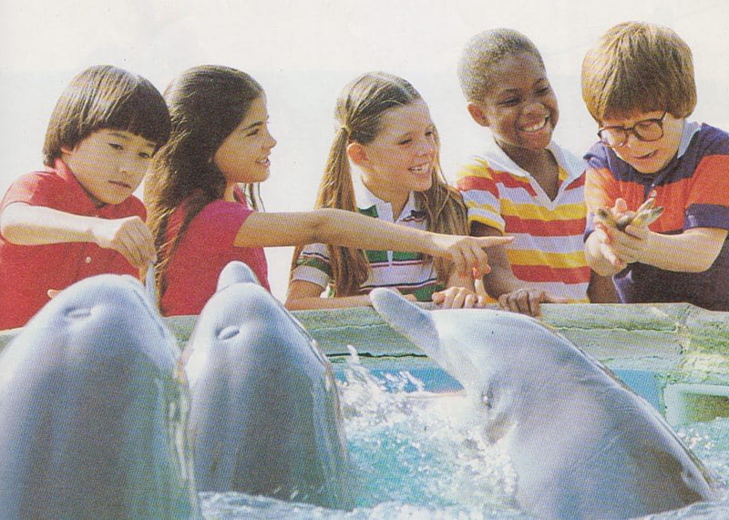 Ken tries to feed a dolphin